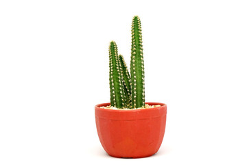 Mini cactus in red pot isolated white texture background or call Pilosocereus is a genus of cactus                               - Powered by Adobe