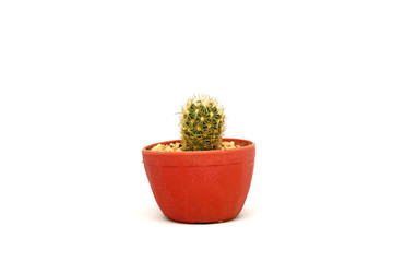 Mini cactus in red pot isolated white texture background