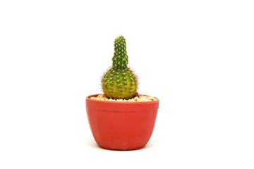 Mini Cactus in red pot isolated white Texture Background. The genus Mammillaria is one of the largest in the cactus family.