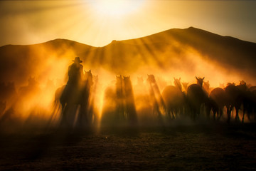 Wild horses living in nature