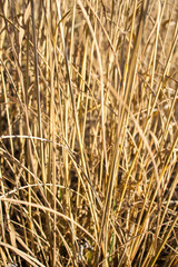Grass Texture