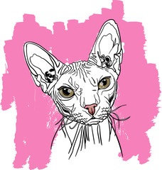 portrait of a sphinx cat, sketch vector graphic color illustration on pink background