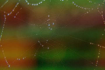 Obraz premium Spider web with many small glowing water drops early in the morning on green and orange background. Nature concept, beautiful natural background with selective soft focus
