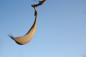 Seed Pod