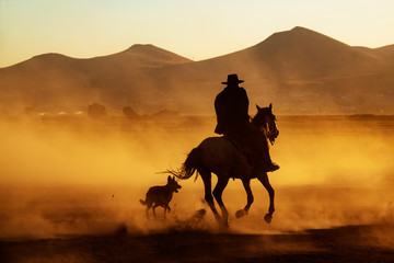 Wild horses living in nature