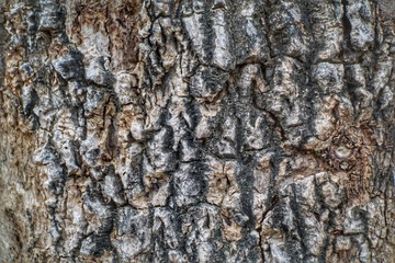bark of a tree
