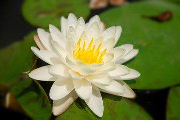 Closeup Fresh White Lotus or White Nymphaea Water lily is a genus of hardy and tender aquatic plants in the family Nymphaeaceae - texture background 