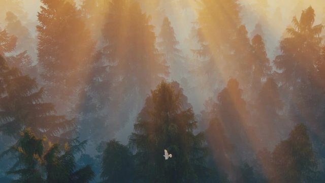 Flight over pine forest with birds flying against magical sunset