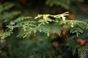 fir twigs Christmas tree street photo