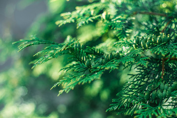 Beautiful green Christmas leaves of thuja trees with soft sunlight and the drops after rain. Sprig of thuja, Thuja occidentalis is an evergreen coniferous tree.