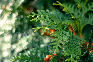 fir twigs Christmas tree street photo
