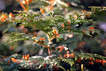 fir twigs Christmas tree street photo