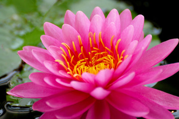 Macro blooming Pink Lotus Flower or Pink Nymphaea Water lily is a genus of hardy and tender aquatic plants in the family Nymphaeaceae. 