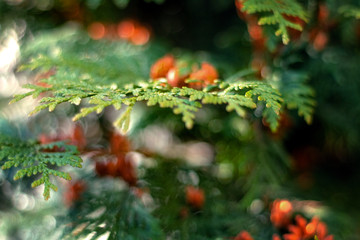 fir twigs Christmas tree street photo