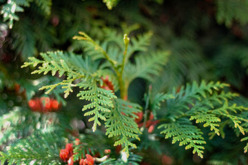 fir twigs Christmas tree street photo