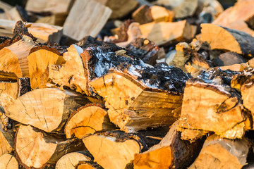 Nursery deciduous plants in the autumn sunny day. Wood prepared for winter heating.