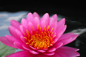 Macro blooming Pink Lotus Flower or Pink Nymphaea Water lily is a genus of hardy and tender aquatic...