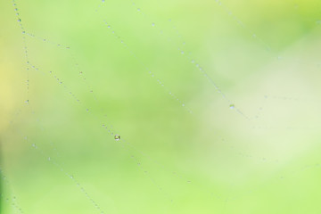 Spider web with many small glowing water drops early in the morning on green and orange background. Nature concept, beautiful natural background with selective soft focus