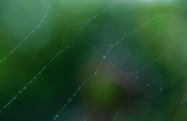 Spider web with many small glowing water drops early in the morning on green and orange background. Nature concept, beautiful natural background with selective soft focus