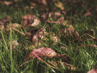Fall/Autumn leaves on green grass