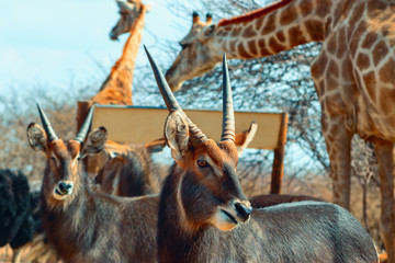 Two Waterbuck males close up in long grass. Etosha National Park, Namibia. Wild african animals.