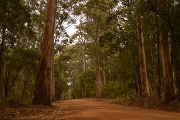 Pemberton National Park WA