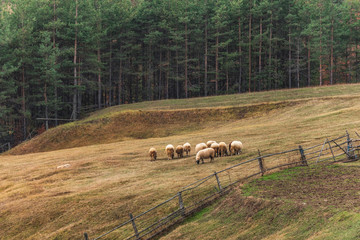 Obraz premium Sheeps in a meadow on autumn grass