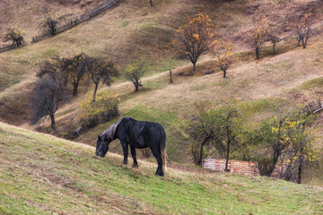 Mountain landscape with grazing horse