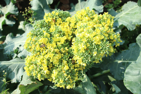 ブロッコリーの花 の画像 15 961 件の Stock 写真 ベクターおよびビデオ Adobe Stock