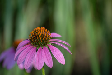 The echinacea plant is commonly called coneflowers and are both beautiful showy flowers and for folk medicine. Bokeh effect.
