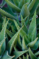 Green succulent leaves background.