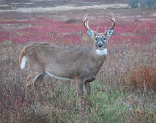 Whitetail buck closeup in a fall colored meadow
