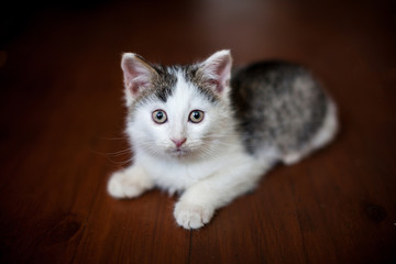Kitten on a wooden floor