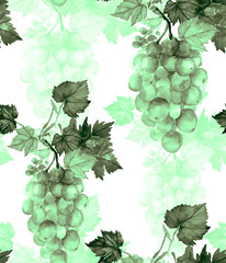 Watercolor pattern of grapes and leaves.Grape variety Cardinal.