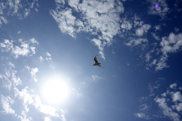 mouette dans le ciel