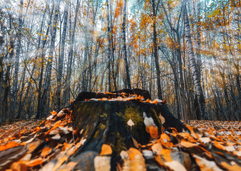 Golden autumn scene in a park, with leaves, sun shining through the trees and blue sky. Autumn forest landscape. Outdoor autumn concept. Beautiful autumn park