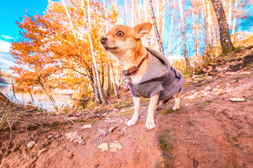Golden autumn scene in a park, with smooth-haired beige Chihuahua in a sweater on a walk., sun shining through the trees and blue sky. Autumn forest landscape. Outdoor autumn concept. Autumn park