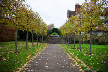 tree avenue in the garden in autumn