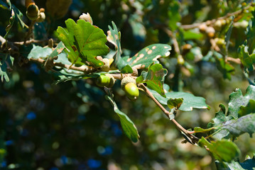 Le ghiande in autunno