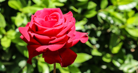 A single Red rose in a green foliage background