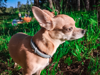 Portrait of smooth-haired beige Chihuahua against the beautiful bokeh in the birch forest. Walking the dog. Dog in the forest. Beautiful bokeh. Chihuahua Girl looks nice in Nature