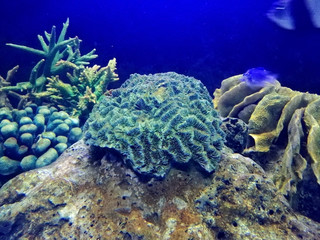 Brain coral are a group of marine