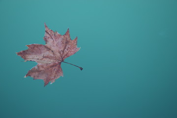 leaf fallen in water