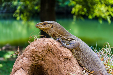 Monitor lizard (Varanus) in Sigiriya, Sri Lanka