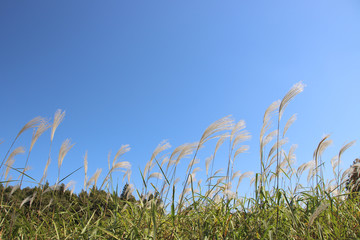 ススキ　栃木県真岡市