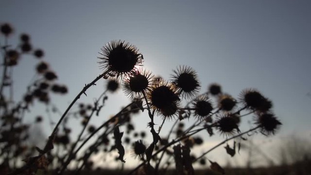 dry burdock seeds in autumn close up