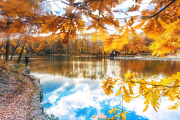 Golden autumn scene in a park, with leaves and blue lake, sun shining through the trees and blue sky. Autumn forest landscape. Outdoor autumn concept. Beautiful autumn park