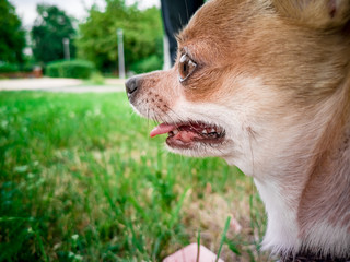 Portrait of smooth-haired beige Chihuahua against the beautiful bokeh in the park. Walking the dog. Dog in the forest. Beautiful bokeh. Chihuahua Girl dog breathing hard because of the heat