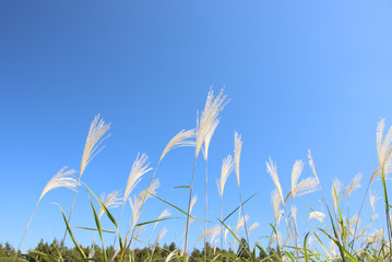 ススキ　栃木県真岡市