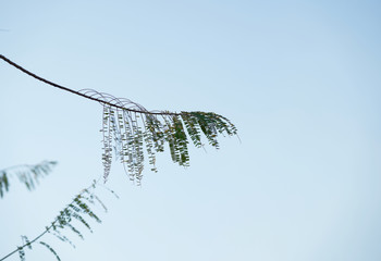 branch of weid leaves on sky background in natural view